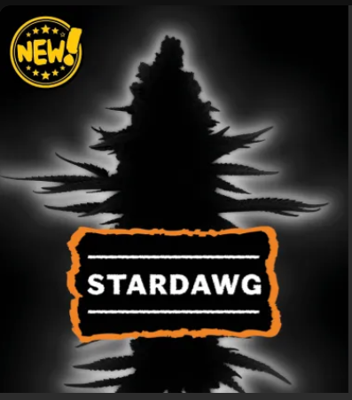 Stardawg Fotoperiodica fem x3