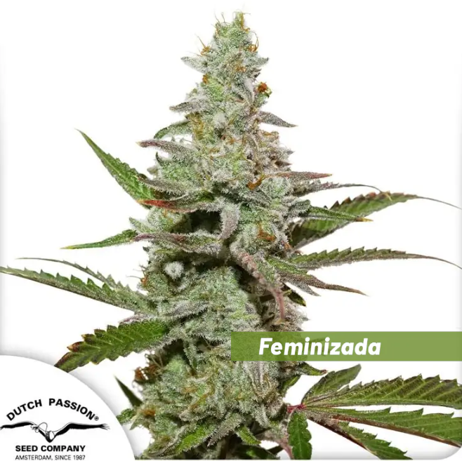 Amsterdam Amnesia Fotoperiodica Fem x3