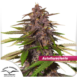 Auto Forbbiden Cherry x3