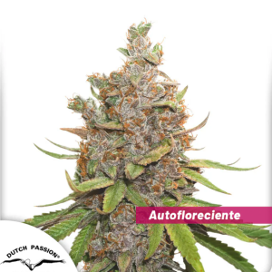 Auto Glueberry Og x3