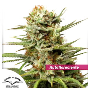 Auto White Widow x3