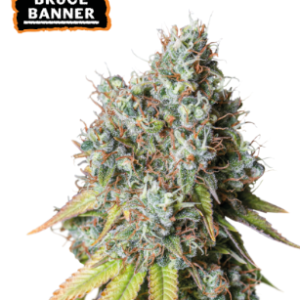 Bruce Banner Auto x3