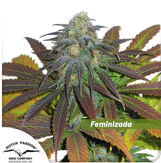 California Orange Fotoperiodica Fem x3