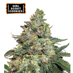 Girl Scout Cookies Auto x3