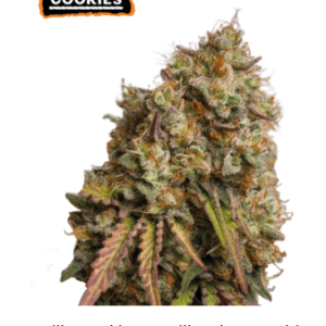 Gorilla Cookies Fotoperiodica fem x3