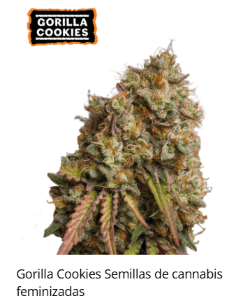 Gorilla Cookies Fotoperiodica fem x3