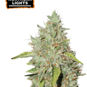 Northern Lights Fotoperiodica fem x3
