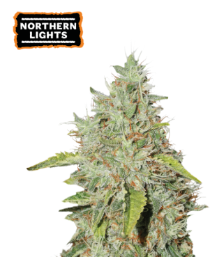 Northern Lights Fotoperiodica fem x3
