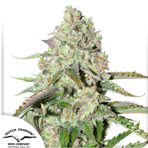 Auto Colorado Cookies x3