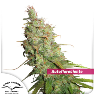 Auto Desfran x3