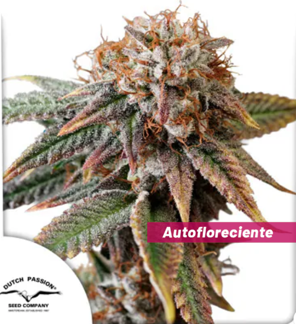 Auto Kingston Punch x3