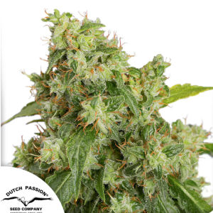 Auto Xtreme Haze x3
