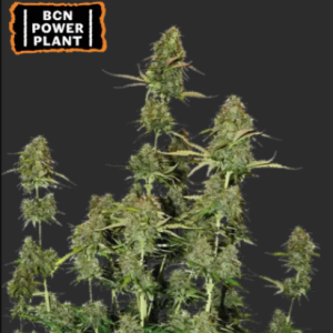 Bcn Power Plant Auto x3
