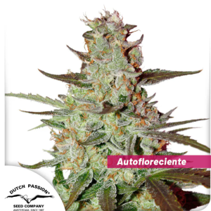 Auto Blue Mazar x3